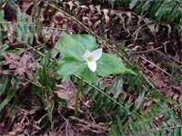 Trillium