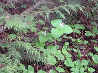 Trillium