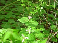Trillium