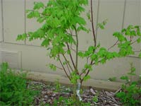 Vine Maple