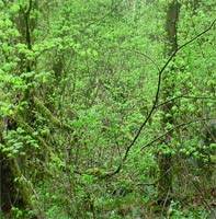 Vine Maple