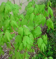 Vine Maple