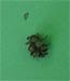 Western Hemlock