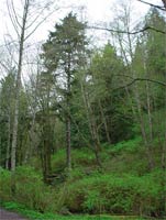 Western Hemlock