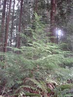 Western Hemlock