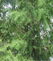 Western Red Cedar
