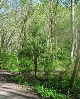 Western Red Cedar