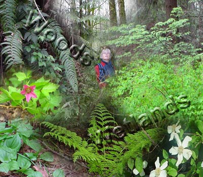 montage of native plants